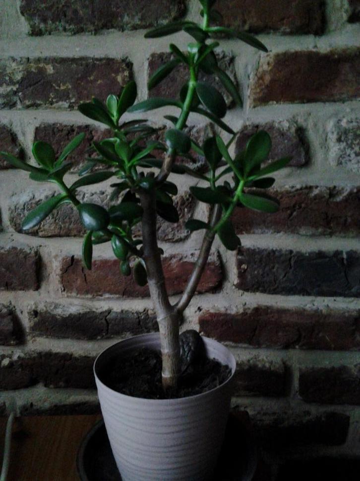 Geldboompje, Huis en Inrichting, Kamerplanten, Vetplant, Minder dan 100 cm, Groene kamerplant, Halfschaduw, In pot, Ophalen