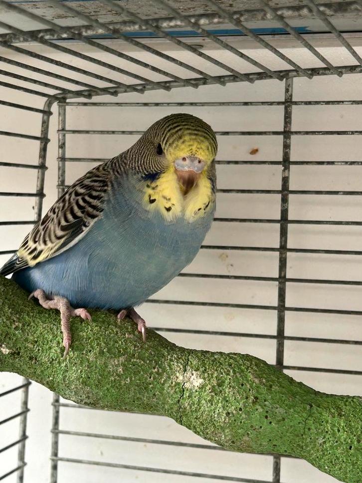 Jonge parkieten grasparkiet parkietje net uit blok, Dieren en Toebehoren, Vogels | Parkieten en Papegaaien, Parkiet, Meerdere dieren