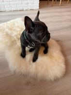 Franse bulldog pups, Dieren en Toebehoren, Honden | Bulldogs, Pinschers en Molossers, België, Particulier, Rabiës (hondsdolheid)