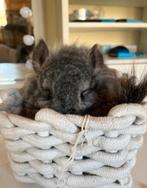 Te koop 2 chinchilla vrouwtjes., Ophalen