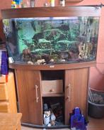 Aquarium Juwel Vision 180  met onderkast, Ophalen, Zo goed als nieuw, Gevuld zoetwateraquarium