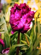 Tulipa 'Parrot Prince', Tuin en Terras, Ophalen of Verzenden, Voorjaar, Volle zon, Bloembol