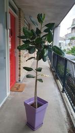 Ficus Benghalensis Audrey zonder pot, Ophalen, Ficus, Volle zon, 150 tot 200 cm