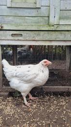 Marans kuikens 3 maanden te koop, Dieren en Toebehoren, Pluimvee, Meerdere dieren, Kip