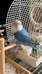 Lieve dwergpapegaai zoekt nieuw warm thuis, Dieren en Toebehoren, Vogels | Parkieten en Papegaaien, Vrouwelijk, Dwergpapegaai of Agapornis