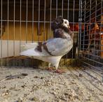 Kapucijnerdoffer, Dieren en Toebehoren, Vogels | Duiven, Mannelijk, Overige soorten