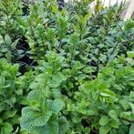 Marokkaanse munt in grote deco pot, Volle zon, Vaste plant, Ophalen of Verzenden, Kruiden