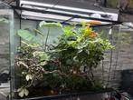 Exo terra 90x90x50 met toebehoren, Dieren en Toebehoren, Ophalen, Zo goed als nieuw, Terrarium of Paludarium