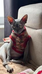 Sphynx poes herplaatser, Dieren en Toebehoren, Katten en Kittens | Raskatten | Korthaar, Poes, Gechipt, 3 tot 5 jaar