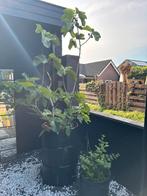Vijgenboom, Overige soorten, 250 tot 400 cm, Ophalen, Volle zon