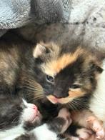 Laaste poesje nog te reserveren geboren 21-08-2025, Dieren en Toebehoren, Katten en Kittens | Overige Katten, Geslacht onbekend