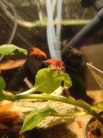 Mooie jonge witte en rode kreeften., Dieren en Toebehoren, Vissen | Aquariumvissen, Vis