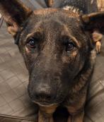 Duitse herder, Dieren en Toebehoren, Reu, Parvo, Eén hond, 3 tot 5 jaar