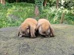 2 Nederlands dwerg hangoor voedstertjes te koop, Dieren en Toebehoren, Konijnen, Vrouwelijk, Dwerg, Hangoor, 0 tot 2 jaar