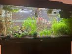 Gezonde guppy’s (Poecilia reticulata) uit eigen aquarium, Vis, Zoetwatervis