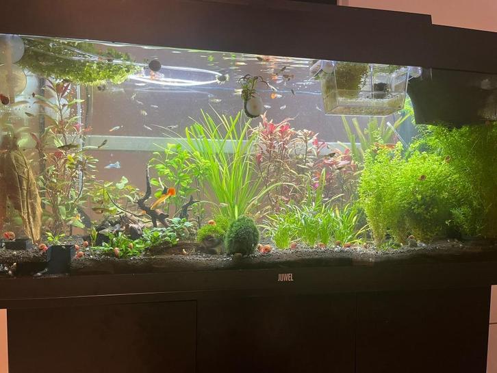 Gezonde guppy’s (Poecilia reticulata) uit eigen aquarium, Dieren en Toebehoren, Vissen | Aquariumvissen, Zoetwatervis, Vis