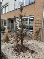Oude conference perenboom, Tuin en Terras, Planten | Fruitbomen, Ophalen, Lente, Perenboom, 250 tot 400 cm