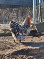 Orpingon groot haan, Dieren en Toebehoren, Pluimvee, Mannelijk, Kip