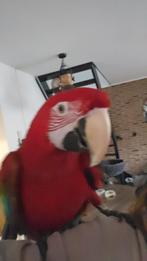 Groenvleugel ara papegaai en blauw gele ara, Dieren en Toebehoren, Vogels | Parkieten en Papegaaien, Meerdere dieren, Papegaai