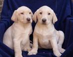 Labrador pups / puppy's, Dieren en Toebehoren, Honden | Retrievers, Spaniëls en Waterhonden, CDV (hondenziekte), Particulier, Meerdere