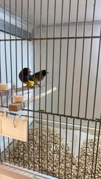 Goulds, Dieren en Toebehoren, Vogels | Overige Vogels, Meerdere dieren, Tropenvogel