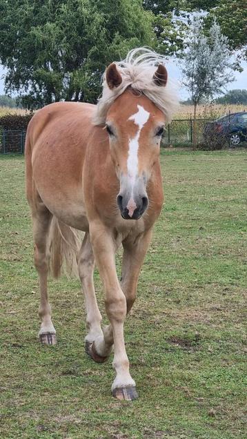 Super leuke 1,5 jarige haflinger ruinen beschikbaar voor biedingen