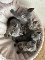 Schattige half BritsKorthaar kittens zoeken een nieuwe thuis, Dieren en Toebehoren, Katten en Kittens | Overige Katten, Meerdere dieren