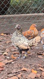 1 -1 Sebright Geel wit gezoomd en Citroen, Dieren en Toebehoren, Pluimvee, Meerdere dieren, Kip