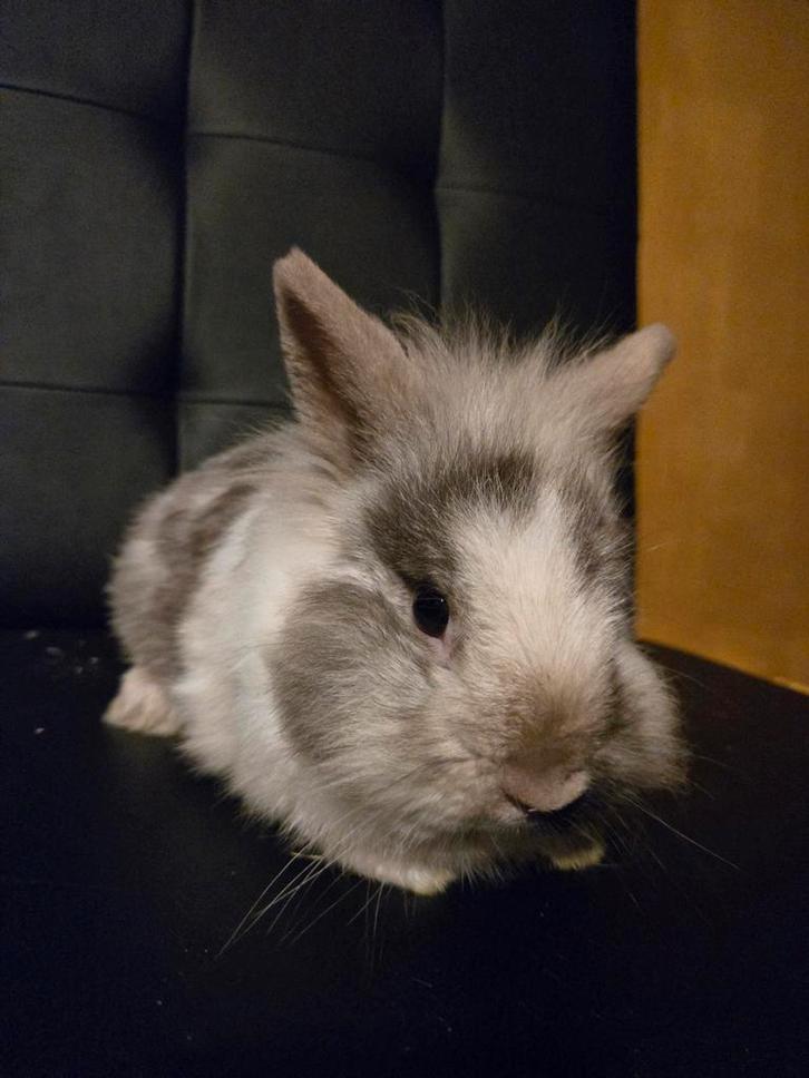 Lief konijn, Dieren en Toebehoren, Konijnen, Mannelijk