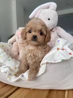 Maltipoo F1 pup (Koreaanse Maltezer/ Asian Toy Poedel), Particulier, Rabiës (hondsdolheid), Overige rassen, 8 tot 15 weken