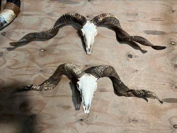 XXL Echte Tibetaanse Ram Schedels Gebleekt 90 cm beschikbaar voor biedingen