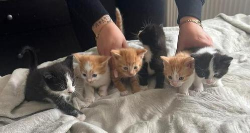 6 lieve kittens te koop, Dieren en Toebehoren, Katten en Kittens | Overige Katten, Meerdere dieren, 0 tot 2 jaar