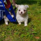 Chihuahua pup mini langhaar, CDV (hondenziekte), 8 tot 15 weken, Meerdere, Meerdere dieren