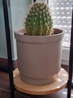Cactus met pot, Ophalen, Minder dan 100 cm, In pot, Cactus