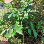 Jonge notenboom ca. 35/60 cm, Juglans regia ‘Lange van Lod, Volle zon, Lente, Minder dan 100 cm, Overige soorten