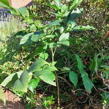Jonge notenboom ca. 35/60 cm, Juglans regia ‘Lange van Lod beschikbaar voor biedingen