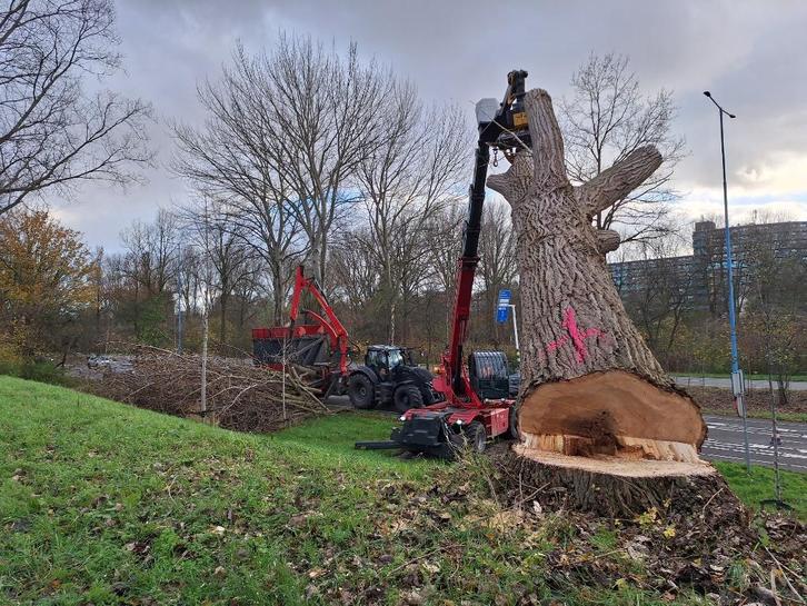 Boomverzorging, Diensten en Vakmensen, Tuinmannen en Stratenmakers, Tuinonderhoud of Snoeiwerk, Garantie