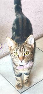Kattin, tabby kat, Dieren en Toebehoren, Katten en Kittens | Dekkaters, 0 tot 2 jaar