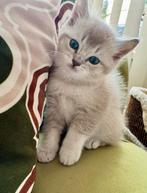 Ragdoll, Dieren en Toebehoren, Meerdere dieren, Ingeënt, 0 tot 2 jaar