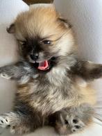 Lieve Pomeranian pup – 8 weken, chip & paspoort, Dieren en Toebehoren, Katten en Kittens | Overige Katten, Poes