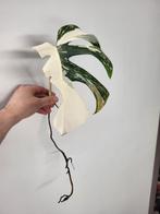 Monstera Borsigiana Albo, Ophalen of Verzenden, Overige soorten, Minder dan 100 cm