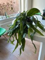 epiphyllum pumilum, Vaste plant, Halfschaduw, Zomer, Ophalen