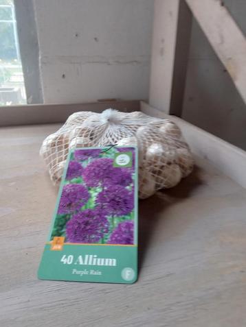 Allium paars  beschikbaar voor biedingen