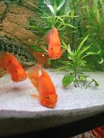 vis, Dieren en Toebehoren, Vissen | Aquariumvissen, Vis