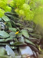 Garnalen, Dieren en Toebehoren, Vissen | Aquariumvissen, Kreeft, Krab of Garnaal