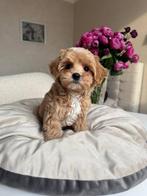 Premium maltipoo f1 teefje micro, Dieren en Toebehoren, Honden | Chihuahua's en Gezelschapshonden, Particulier, Rabiës (hondsdolheid)