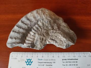 Groot fossiel fragment van een ammoniet beschikbaar voor biedingen