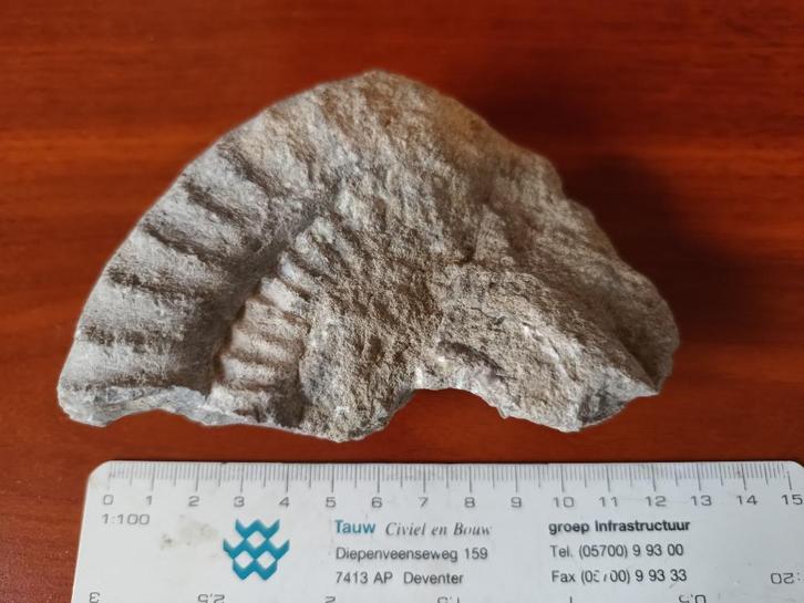 Groot fossiel fragment van een ammoniet, Verzamelen, Mineralen en Fossielen, Fossiel, Ophalen of Verzenden