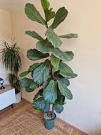 Ficus lyrata XL (Tabaksplant) 2.25m, Huis en Inrichting, Ophalen