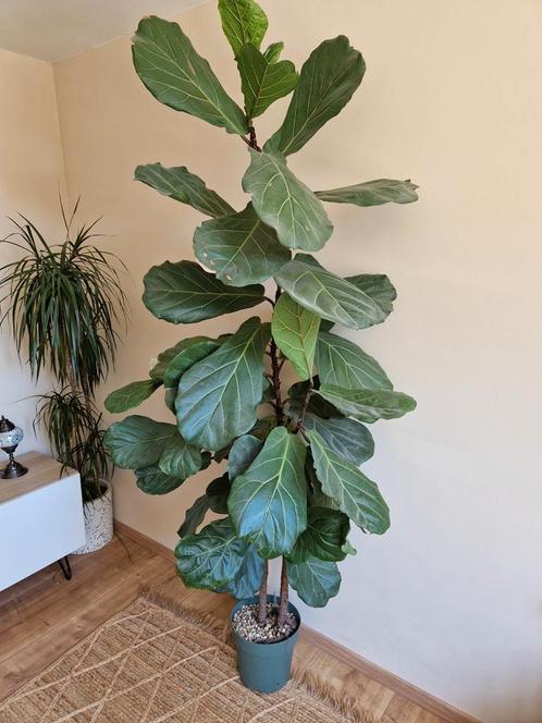 Ficus lyrata XL (Tabaksplant) 2.25m, Huis en Inrichting, Kamerplanten, Ophalen
